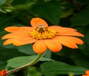 2020 09 01 LyndaleParkRoseGarden 020